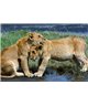 WorldTrip Young Lions