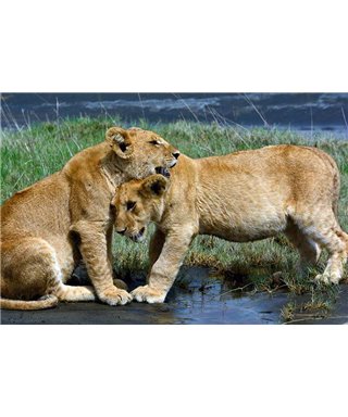 WorldTrip Young Lions