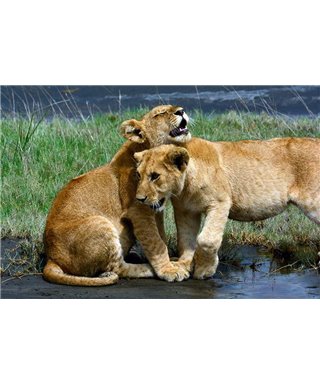 WorldTrip Jeunes Lions Dans La Flaque D'Eau