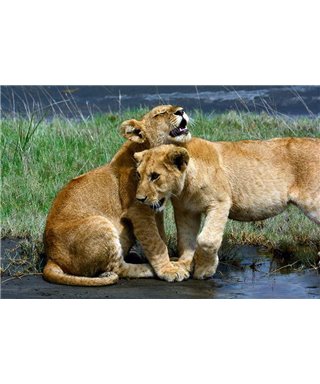 WorldTrip Young Lions In The Puddle
