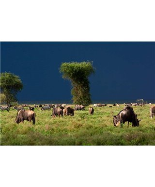 WorldTrip Buffalo And Zebra