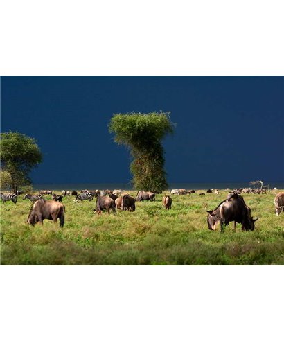 WorldTrip Buffalo And Zebra