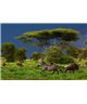 WorldTrip Galope De Cebra