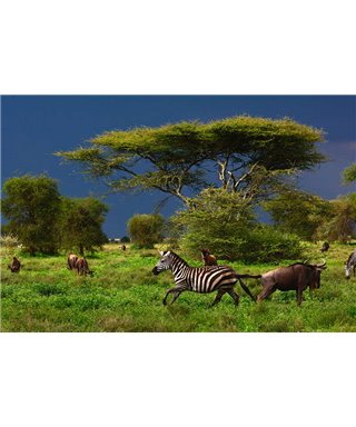 WorldTrip Galope De Cebra