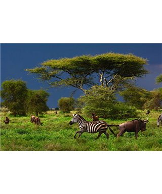 WorldTrip Galloping Zebra
