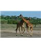 WorldTrip Jirafa Pareja
