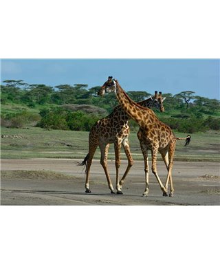 WorldTrip Jirafa Pareja