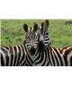 WorldTrip Zebra Illusion