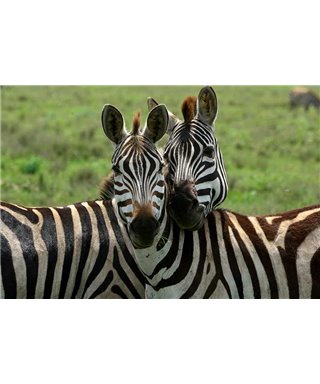 WorldTrip Zebra Illusion