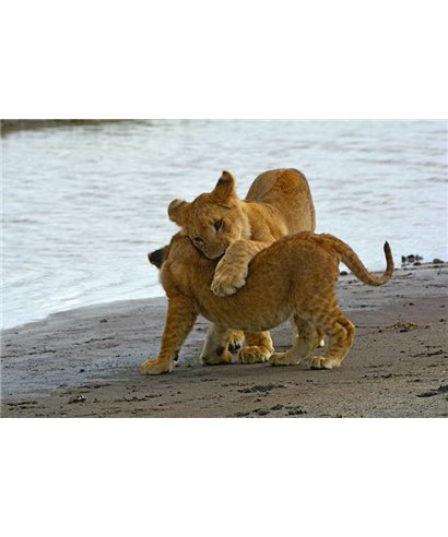 WorldTrip Jouer Les Lions
