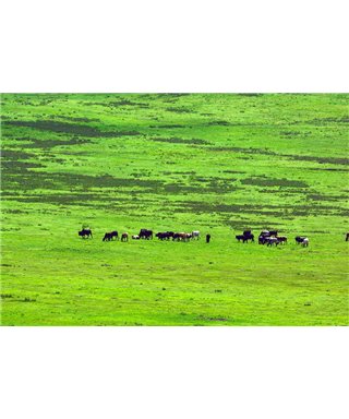 WorldTrip Horde D'Animaux Sauvages