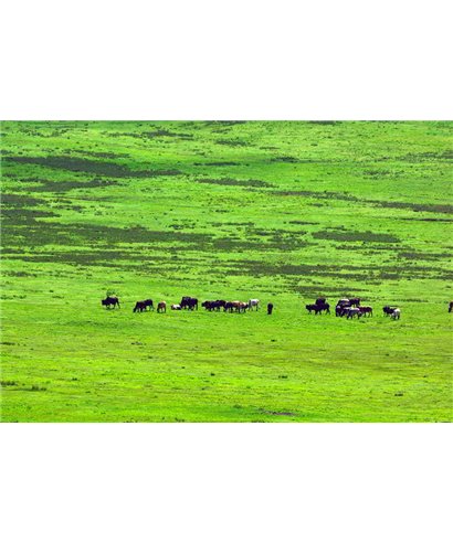 WorldTrip Hord Of Wild Animals