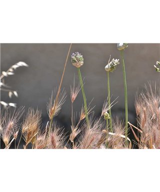 WorldTrip Flores Y Hierbas