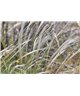 WorldTrip Herbes Dans Le Vent