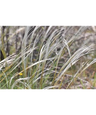 WorldTrip Grasses In The Wind