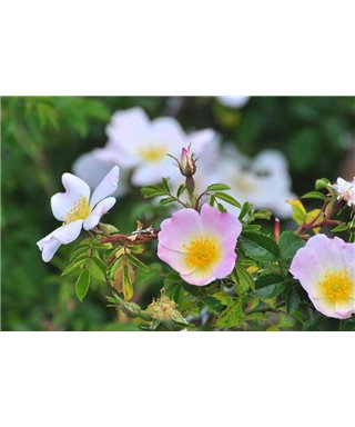 WorldTrip Lovely Flowers