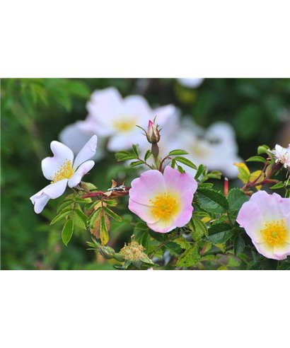 WorldTrip Lovely Flowers