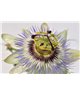 WorldTrip Passion Flowers