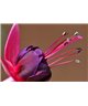 WorldTrip Flower In Pink