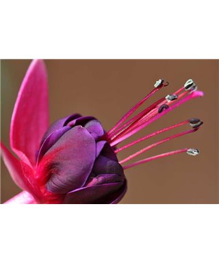 WorldTrip Flor En Color Rosa