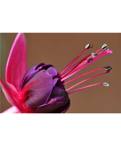 WorldTrip Flor En Color Rosa