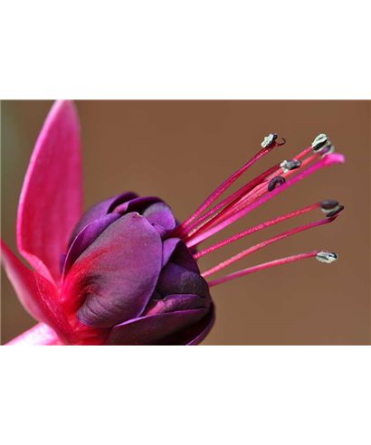WorldTrip Flower In Pink