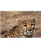 WorldTrip Cheetah