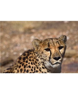 WorldTrip Guépard