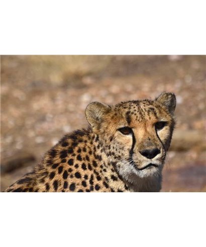 WorldTrip Guépard