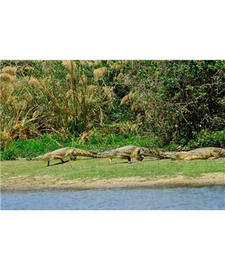 WorldTrip Cocodrilos