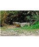 WorldTrip Crocodile