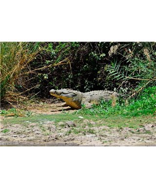 WorldTrip Crocodile