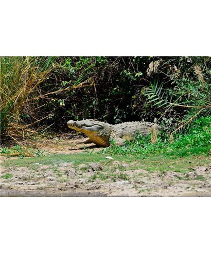 WorldTrip Crocodile
