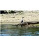 WorldTrip Crocodile In The Lake