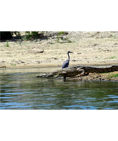 WorldTrip Crocodile Dans Le Lac