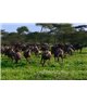 WorldTrip Gnu Herd
