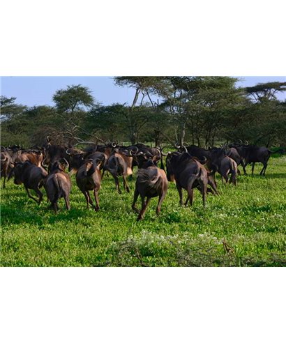WorldTrip Gnu Herd