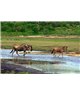 WorldTrip Gnu