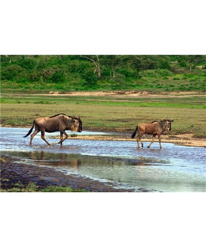 WorldTrip Gnu