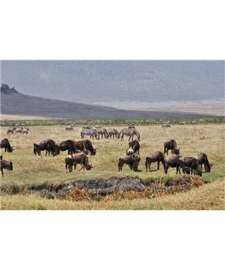 WorldTrip And Gnus Zebras