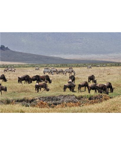 WorldTrip Gnus And Zebras