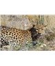 WorldTrip De Leopardo En El Monte