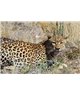 WorldTrip Leopard Dans La Brousse