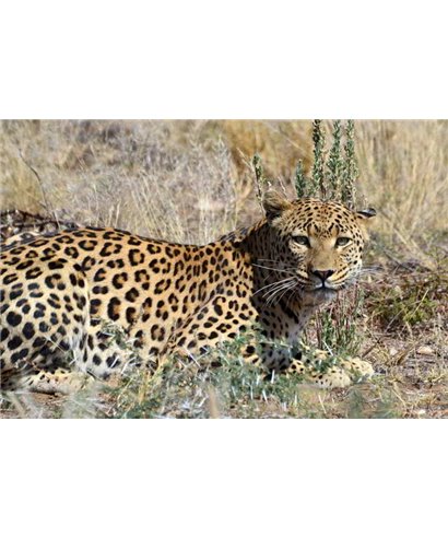 WorldTrip De Leopardo En El Monte