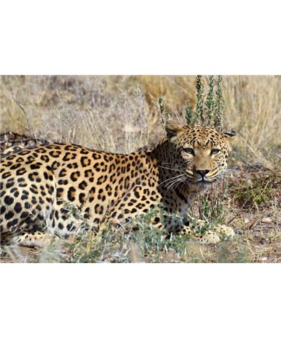 WorldTrip Leopard Dans La Brousse