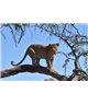 WorldTrip Leopard