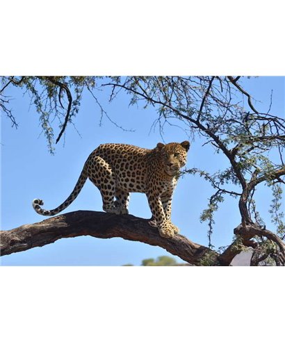 WorldTrip Leopard