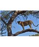 WorldTrip De Leopardo En Los Tres