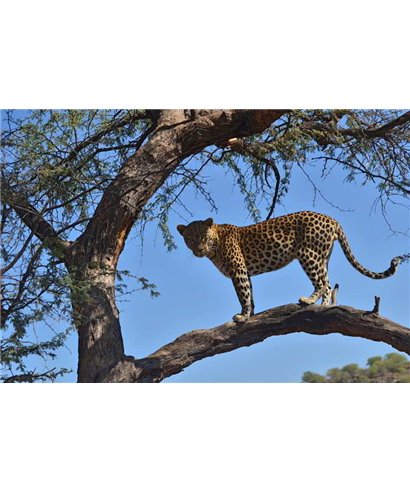 WorldTrip Leopard Sur Les Trois