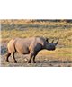 WorldTrip Rhino